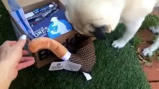 March Barkbox Experience.