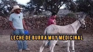 Leche de 