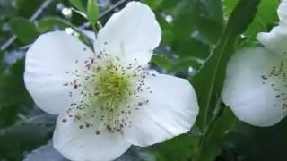 Eucryphia glutinosa