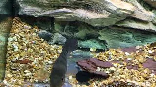 Amphilophus flaveolus  guarding eggs