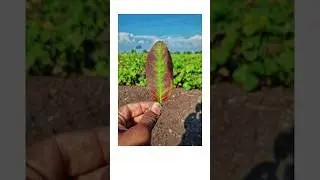 leaf🍃 photo editing in Snapseed #25 #30dayschallenge #tstechwala