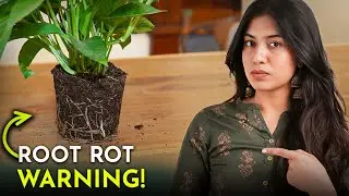 Early Signs of Root Rot & How to Catch It Early!