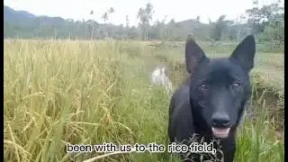 Loyal dog