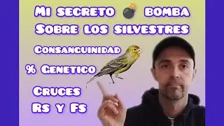 ▶️SILVESTRES % GENÉTICO 🧬( Rs y Fs ) 