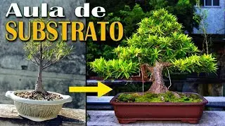 A Aula de Substrato de Bonsai que todos Esperavam!
