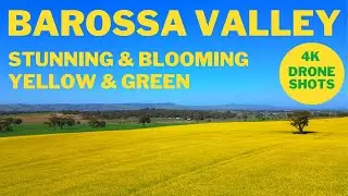 Barossa&rsquo;s Breathtaking Green and Yellow Scenery | Amazing 4k Drone Shots