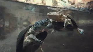 National Aquarium Denmark | Den Bl&aring; Planet 🇩🇰