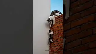 Кошечка Бачело 🤣 #смешно #кот #шорты