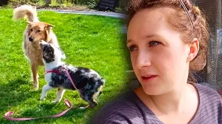 ANNOYING PUPPY PLAYTIME!