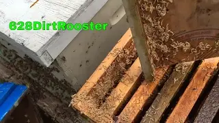 Hive Beetles Take Advantage Of Retired Beekeeper, How To Clean Up A Beetle Infested Hive