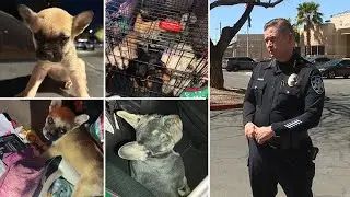 Las Vegas' crack down on illegal dog breeding is working, but some challenges remain