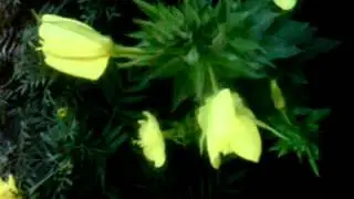 MOV0004A
