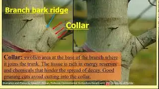 Pruning Ornamental Trees with OSU Master Gardeners