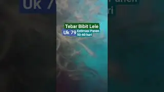 Estimasi Panen 50-60hr dari tebar Bibit lele uk 79 @alsfishfarm #budidayalele #ikanlele