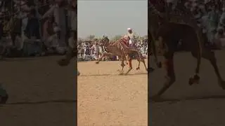 Amazing performance camel dance 