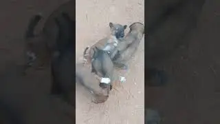 The little dog fighting to each other #dog #puppy #anmals #cutepet #doggie #dogchains #dogsworld
