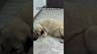 Anatolian Shepherd hits day 71 of pregnancy! #puppies #anatolianshepherd #livestockguardiandog #xray