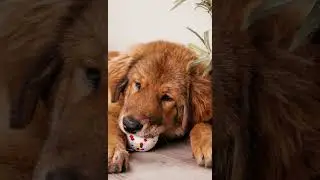 Dog products,Pet Dental Care,Pet Toys,Dog Ball,Chew Toys,Playful Pups,Activity dogs,Adventure toys
