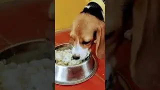 Beagle puppy🐶|Tasting Drumstick rice🥗|For High calcium & shiny Skin coat ❤️🐶 Healthy Diet 😋