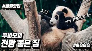 나무 위에 올라가 꽁냥거리는 아기판다 푸바오! #꼬물꼬물 #심장폭행 #아기판다 #푸바오