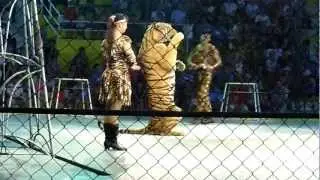 Tiger Stands and Walks on Two Legs at Sriracha Tiger Zoo, Pattaya, Thailand