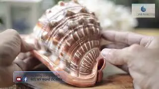 T&igrave;m hiểu Ốc kim kh&ocirc;i đỏ (Cypraecassis rufa) | VỎ ỐC BIỂN