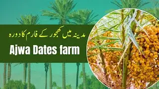 Dates farm visit in Medina | Ajwa Farm in Medina | Sasti khujoor farm in Medina #datesfarm #medina