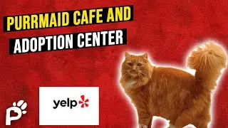 Cafe for Homeless Cats | Purrmaid Cafe and Adoption Center | Pawareness Podcast Ep. 60