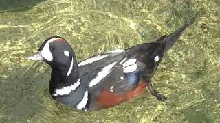 Harlequin Duck