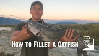 How to Fillet a Catfish