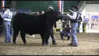 Open Angus Bull Show: 2013 National Western Stock Show