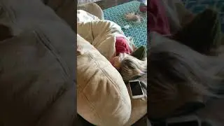 Tickling prank fail - Trying to prank momma bear
