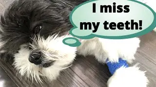 Shih Tzu Has Dental Surgery! | Rescue Dog Gets First Teeth Cleaning