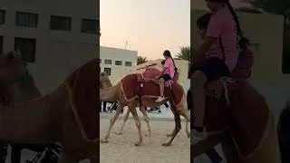 Al Wakrah Old Square Sea Beach🐪| শিশুদের উটে চড়া | Qatar Beach LifeKids Camel #travel #viral #qatar