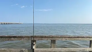 Fishing a LIVE ! BLUE Crab claw on mobile BAY