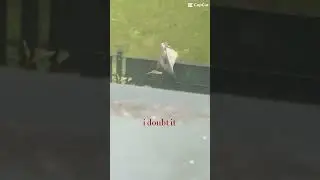 Pigeon antics
