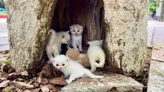 These little kittens were lost and ran after me, sobbing, I adopted these adorable kittens.
