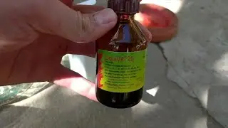 Termin de administrat medicamentele anti paraziți intestinali la porumbei