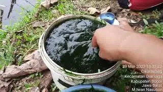Mancing Di Setu Burung Bogor..akhirnya babon ikan nila terselamatkan lagi kawan-kawan...