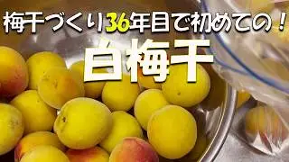 失敗なし⁉簡単に梅漬けできる【白梅干】