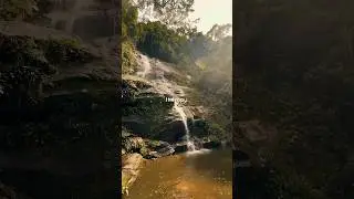 Peaceful Escape in Tijuca National Park | Rio de Janeiro