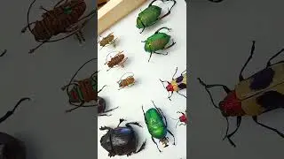Beetle Facts!