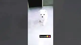 aseesan 🙂💓 #punjabisong #youtubeshorts #puppy #cute #pets @theartcreation_offical