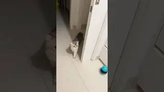 1 year old kitten cat Pepper walking wandering around the house inspecting the room
