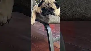 Chillaxing with Paddington: Lounge Life! 🐾 #LazyDays #OutdoorPets #RelaxationGoals #pug