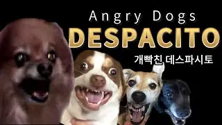 'Despacito' злой собаки