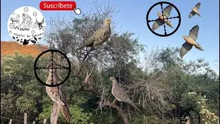 Cacer&iacute;a de huilotas abriendo la temporada con suerte 🕊