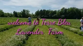 Terre Bleu Lavender Farm | Milton