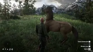 Rare Horses - Breeding Horse - Dodiban Showcase Preview
