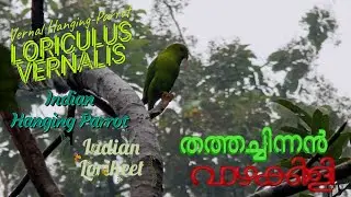🦜തത്തച്ചിന്നൻ🦜വാഴതത്ത🦜Loriculus vernalis🦜Vernal Hanging Parrot🦜Indian Hanging Parrot🦜Indian Lorikeet